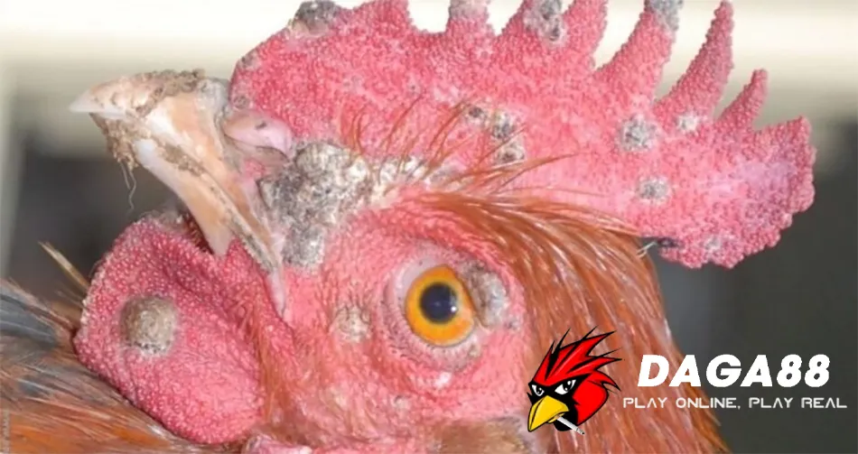  DAGA88 Bệnh đậu gà lây lan như thế nào?