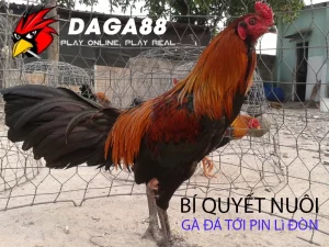 Một số Bí Quyết Nuôi Gà Đá Tới Pin Lì Đòn, Bền Bỉ DAGA88