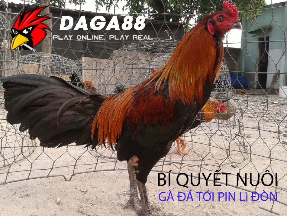 Một số Bí Quyết Nuôi Gà Đá Tới Pin Lì Đòn, Bền Bỉ DAGA88