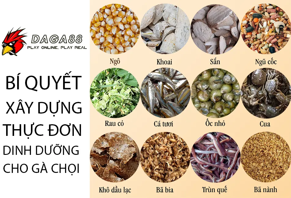 Một số bí quyết xây dựng thực đơn dinh dưỡng cho gà chọi DAGA88