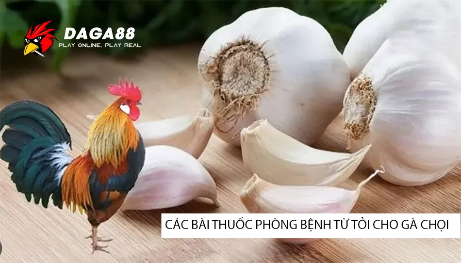 Một số các bài thuốc phòng bệnh từ tỏi cho gà chọi DAGA88