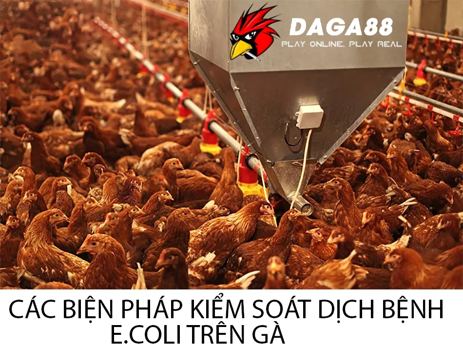 Một số các biện pháp kiểm soát dịch bệnh E.coli trên gà DAGA88