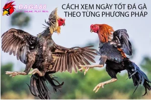 Các cách Xem Ngày Tốt Đá Gà Theo Từng Phương Pháp DAGA88