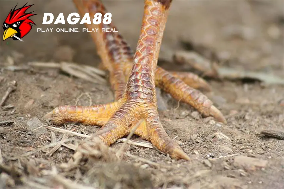 DAGA88 Những dấu hiệu nhận biết gà chọi bị chai chân