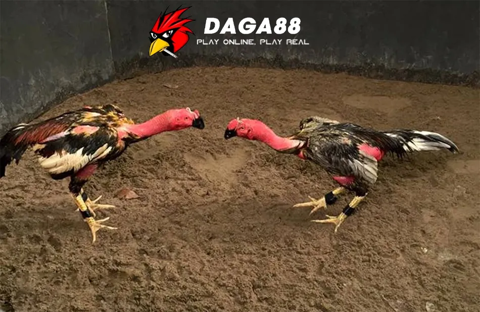 DAGA88 Các Giai Đoạn Vần Gà Chọi Theo Lứa Tuổi