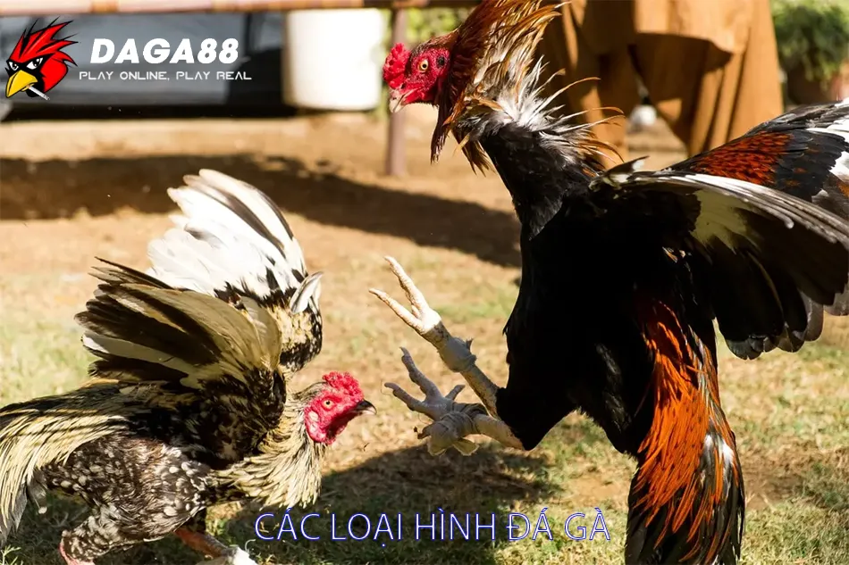Loại Hình Đá Gà Hấp Dẫn Tại DAGA88: Máu Lửa - Kịch Tính - Thomo 2 Một số Các Loại Hình Đá Gà Tại DAGA88: Đa Dạng và Hấp Dẫn