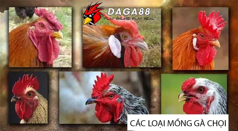 Đa Dạng Các Loại Mồng Gà Chọi Phổ Biến Và Đặc Điểm Nhận Dạng daga88