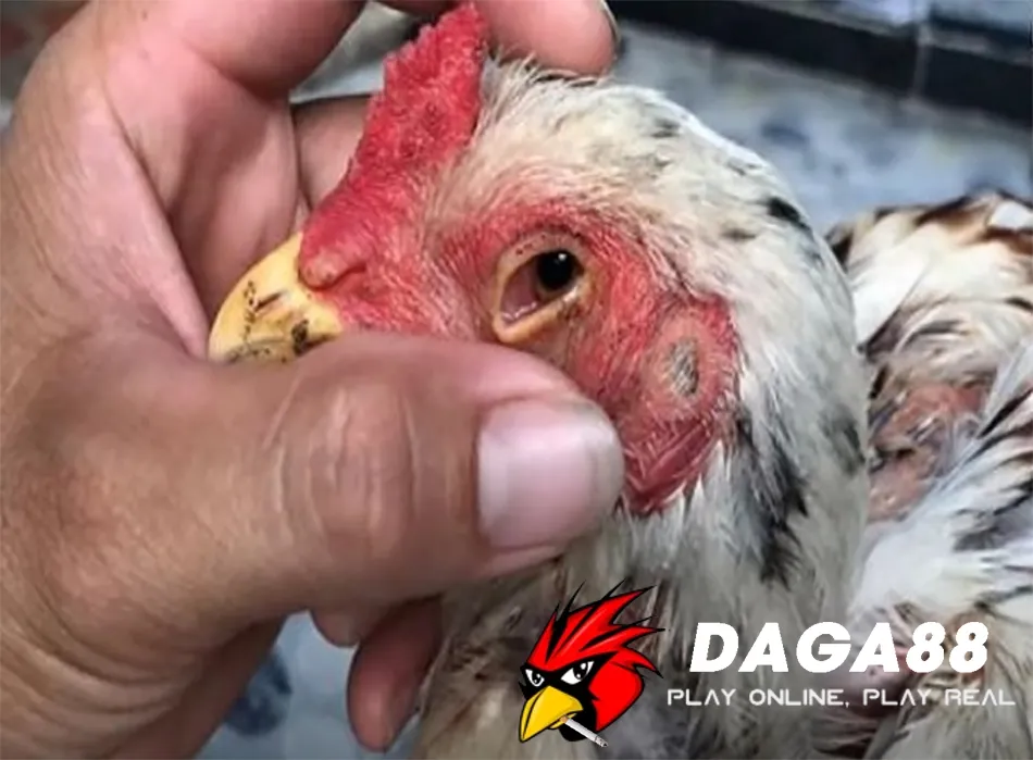 Một số Các phương pháp điều trị sán mắt cho gà chọi hiệu quả nhất hiện nay DAGA88