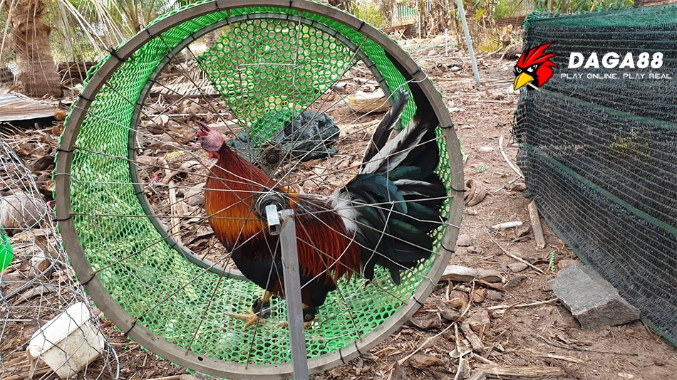 Đa Dạng Các Phương Pháp Tập Lực Hiệu Quả Cho Gà Chọi Sung Sức DAGA88