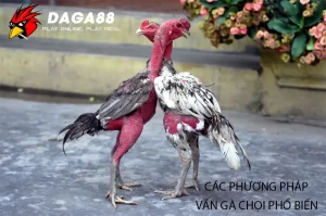 Những Phương Pháp Vần Gà Chọi Phổ Biến DAGA88