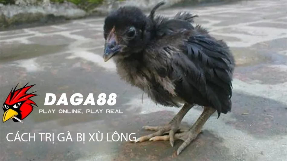 Gà Chọi Bị Xù Lông - Dấu Hiệu Bệnh Nguy Hiểm? 2 Các Cách Chữa Gà Chọi Bị Xù Lông Hiệu Quả DAGA88