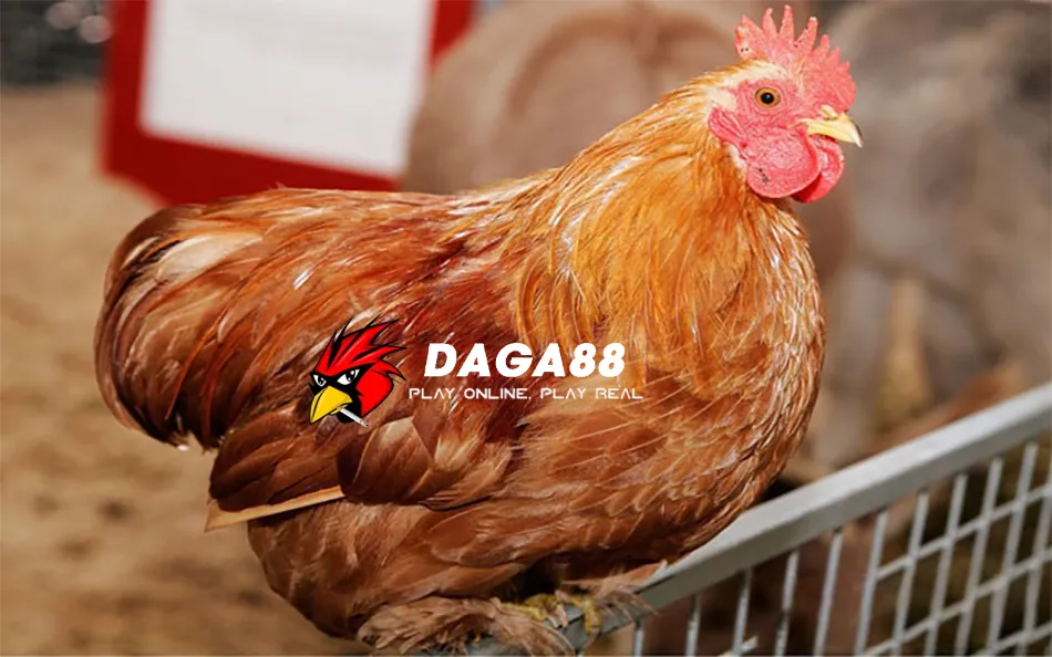 DAGA88 Cách ly và xử lý gà bệnh