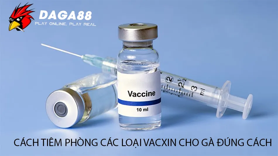 Hướng Dẫn Cách Tiêm Phòng Các Loại Vacxin Cho Gà Đúng Cách DAGA88