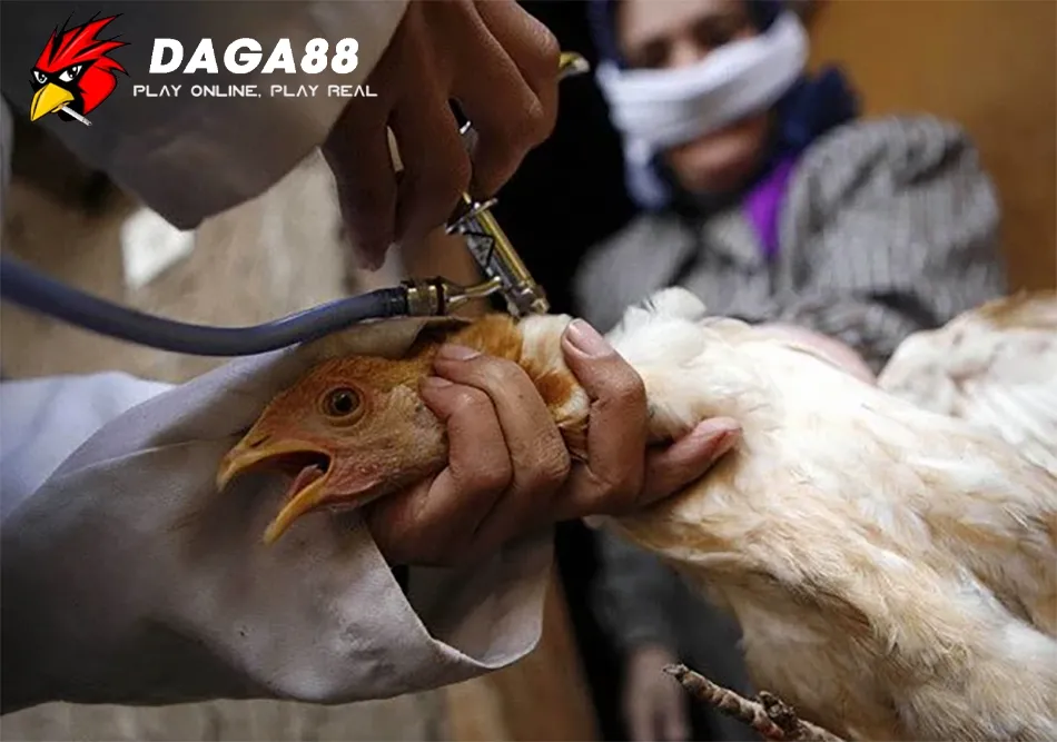 Hướng Dẫn cách phòng và trị bệnh Marek ở gà DAGA88