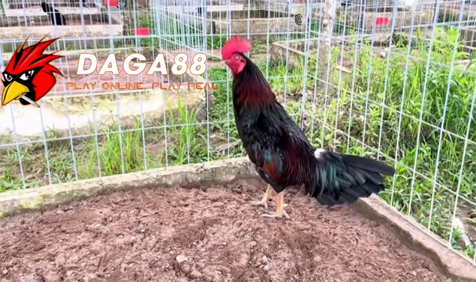 Gà Chạy Kiệu - Tốc Độ Và Sự Khôn Ngoan 4 Cách Chăm Sóc Sức Khỏe Gà Chọi Chạy Kiệu – Yếu Tố Then Chốt Để Chiến Thắng DAGA88