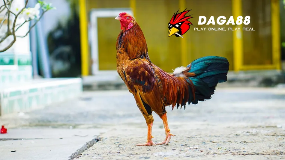 Hướng dẫn Chăm Sóc Sức Khỏe Toàn Diện Cho Gà Đá DAGA88