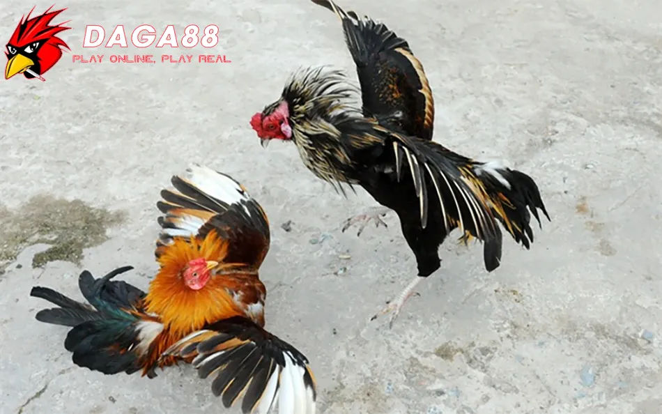 Tuyển Tập Các Kiểu Mắt Gà Chọi Lì Lợm, Gan Góc Nhất 3 Chăm Sóc Và Huấn Luyện Gà Chọi Mắt Lì DAGA88