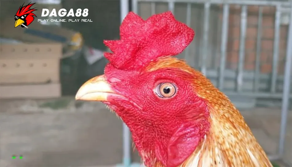 Cách Chăm Sóc Và Bảo Vệ Mồng Gà Chọi DAGA88