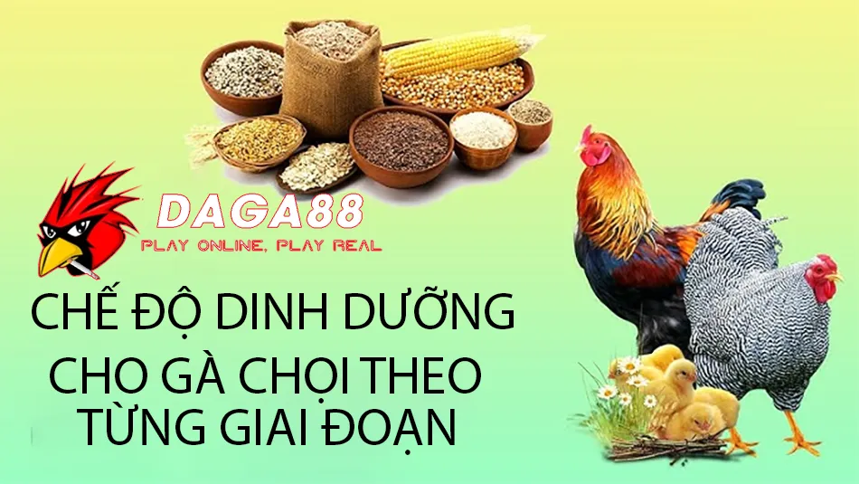 Các Chế Độ Dinh Dưỡng Cho Gà Chọi Theo Từng Giai Đoạn DAGA88
