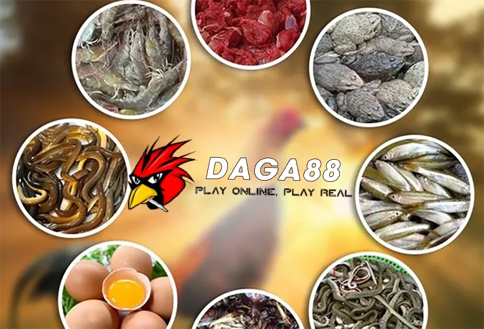 Các Chế Độ Dinh Dưỡng Tối Ưu Cho Gà Đá Tới Pin DAGA88