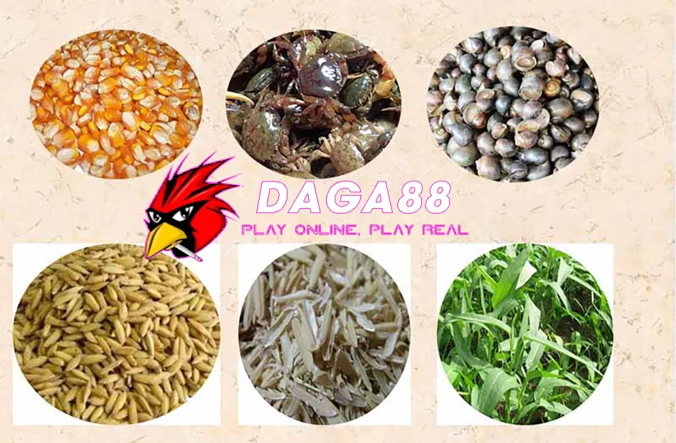 Các Chế Độ Dinh Dưỡng Và Chăm Sóc Gà Chọi Trong Quá Trình Tập Lực DAGA88