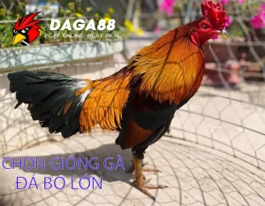 Cách Chọn Giống Gà Đá Bo Lớn: Yếu Tố Quyết Định Thành Công DAGA88