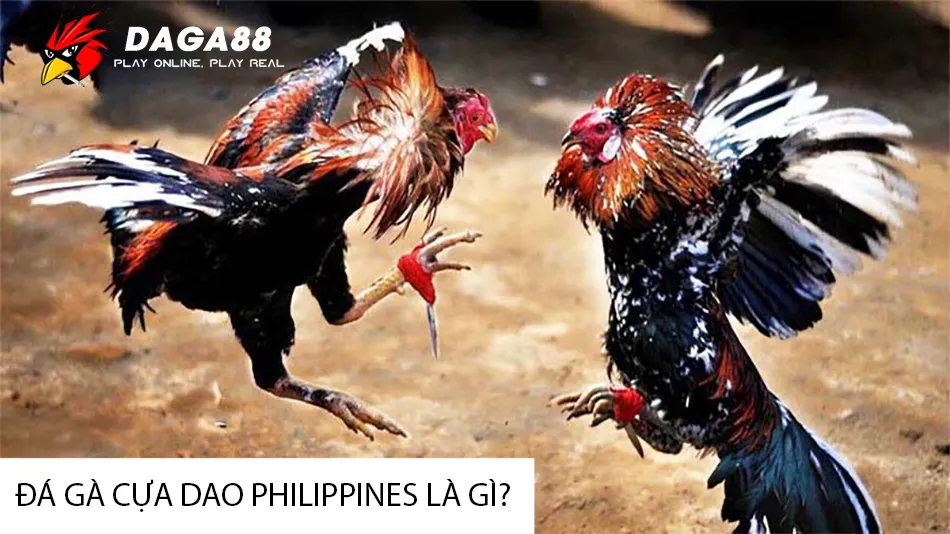 Đá Gà Cựa Dao Philippines: Gà Chọi Cừ Khôi, Cuộc Chiến Sinh Tồn! 1 Tìm hiểu Đá gà cựa dao Philippines là gì? Nguồn gốc và đặc điểm DAGA88