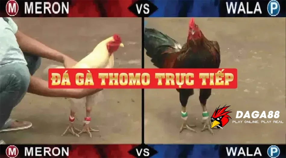 Đá Gà Thomo Là Gì? Khám Phá Thế Giới Đá Gà Cực Đỉnh! 3 Trải nghiệm Đá Gà Thomo Trực Tiếp – Cảm Nhận Không Khí Sôi Động Qua Màn Ảnh DAGA88