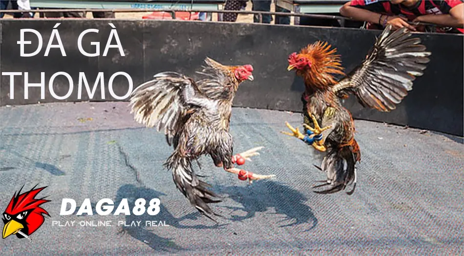 Đá Gà Thomo Là Gì? Khám Phá Thế Giới Đá Gà Cực Đỉnh! 1 Giới thiệu Đá Gà Thomo – Sân Chơi Gà Chọi Đỉnh Cao Tại Campuchia DAGA88