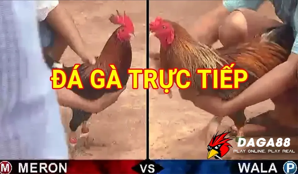 Loại Hình Đá Gà Hấp Dẫn Tại DAGA88: Máu Lửa - Kịch Tính - Thomo 1 Trải Nghiệm Đá Gà Trực Tiếp DAGA88: Xem Đá Gà Đỉnh Cao, Cá Cược Cực Đã