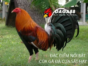 Những Đặc điểm nổi bật của gà đá cựa sắt hay DAGA88