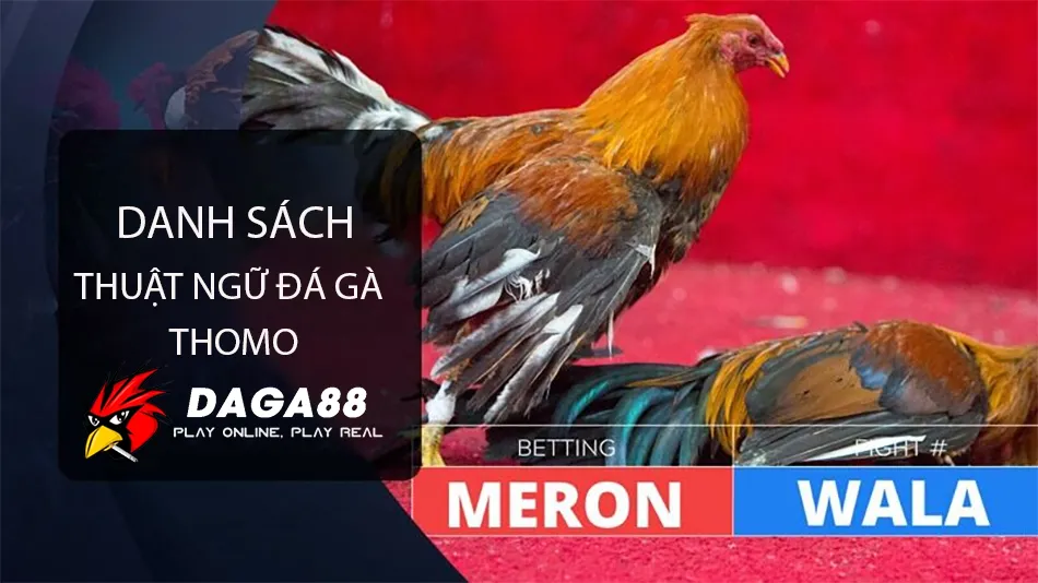 Bỏ Túi Cẩm Nang Thuật Ngữ Đá Gà Thomo - Bí Kíp Bất Bại 2 Danh sách Thuật Ngữ Đá Gà Thomo: Bước Vào Thế Giới Chuyên Môn DAGA88