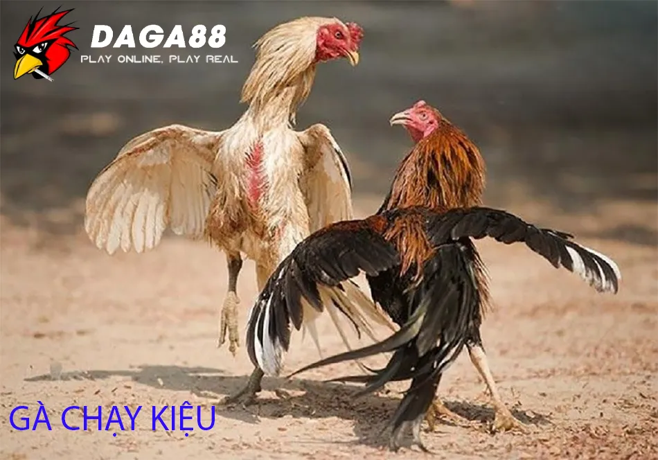 Gà Chạy Kiệu - Tốc Độ Và Sự Khôn Ngoan 1 Tìm hiệu Gà Chạy Kiệu – "Vũ Công" Trên Trường Đấu DAGA88