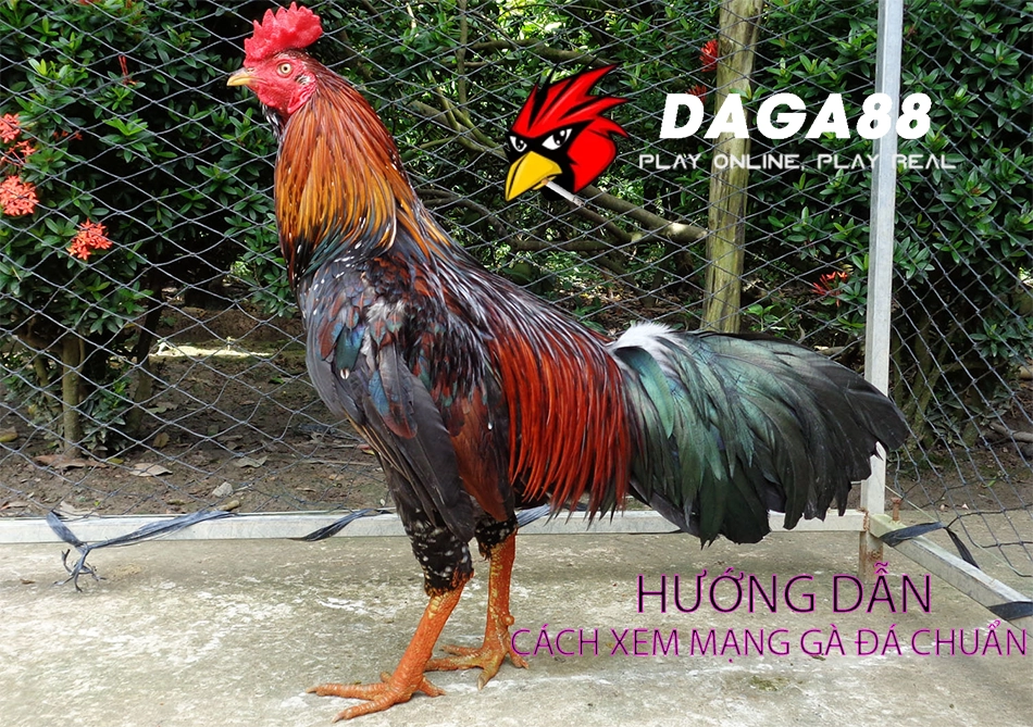 Các Bước Hướng dẫn cách xem mạng gà đá chuẩn xác DAGA88