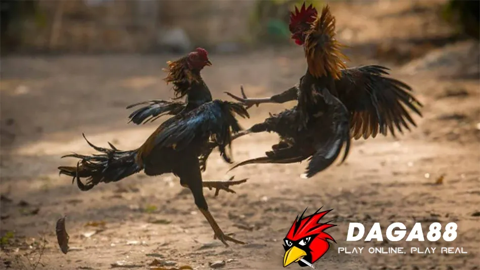 Loại Hình Đá Gà Hấp Dẫn Tại DAGA88: Máu Lửa - Kịch Tính - Thomo 3 Những Kinh Nghiệm Chơi Đá Gà Trực Tuyến DAGA88