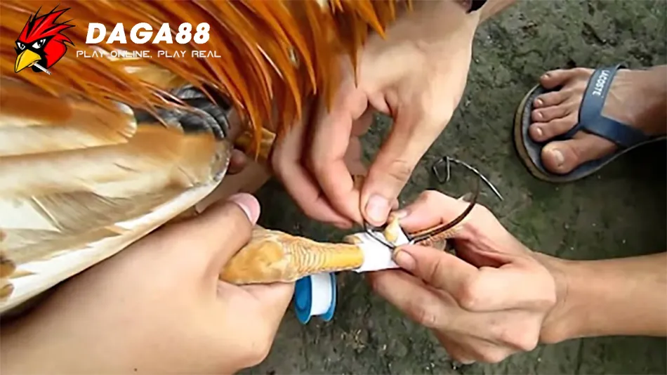 Hướng dẫn Kỹ Thuật Lên Cựa Gà Chuẩn: Các Bước Thực Hiện An Toàn và Hiệu Quả DAGA88