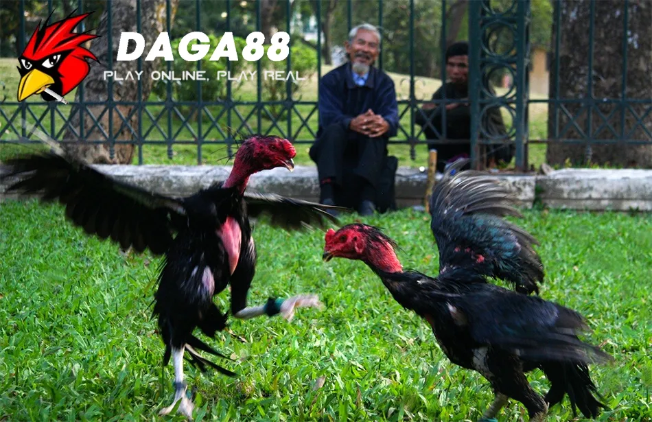 Hướng dẫn Kỹ Thuật Vần Gà Chọi An Toàn Và Hiệu Quả DAGA88