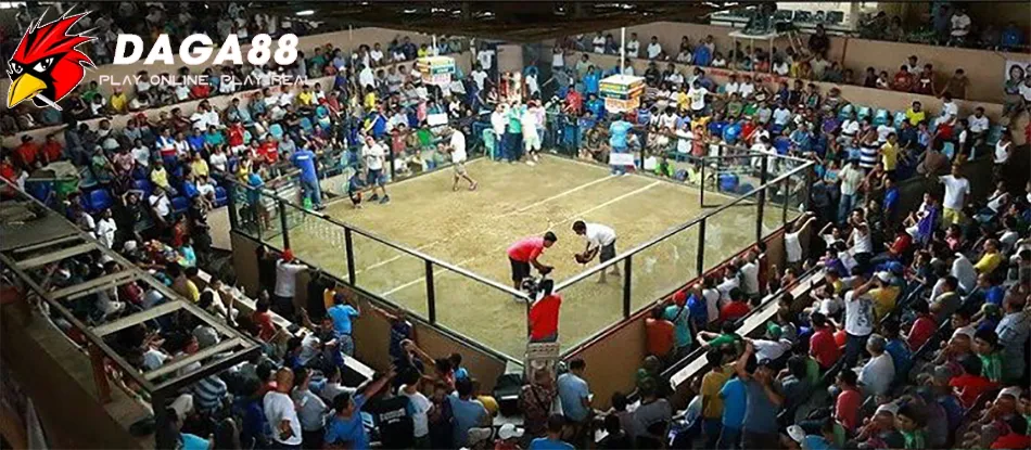 Trường Gà Thomo - Thiên Đường Đá Gà Lớn Nhất Đông Nam Á 1 Tìm Hiệu Lịch Sử Hình Thành và Phát Triển Trường Gà Thomo DAGA88