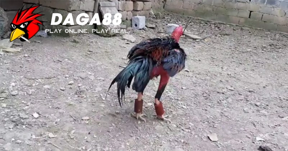 Những Lộ Trình Tập Lực Cho Gà Chọi Theo Từng Giai Đoạn Phát Triển DAGA88