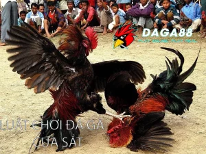 DAGA88 Luật Chơi Đá Gà Cựa Sắt Cơ Bản: Hiểu Để Chơi Đúng Cách