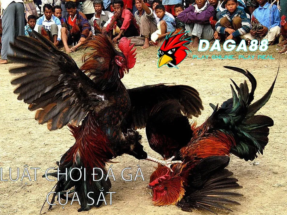 Luật Chơi Đá Gà Cựa Sắt: Hướng Dẫn Chi Tiết & Mẹo Chơi Hay 1 DAGA88 Luật Chơi Đá Gà Cựa Sắt Cơ Bản: Hiểu Để Chơi Đúng Cách