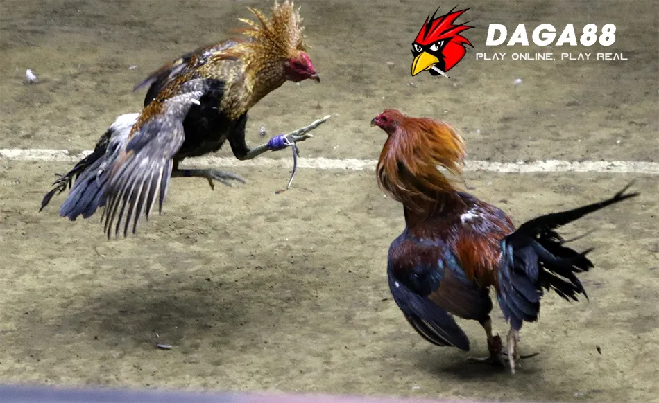 Đá Gà Cựa Dao Philippines: Gà Chọi Cừ Khôi, Cuộc Chiến Sinh Tồn! 3 DAGA88 Luật chơi và cách chơi đá gà cựa dao Philippines