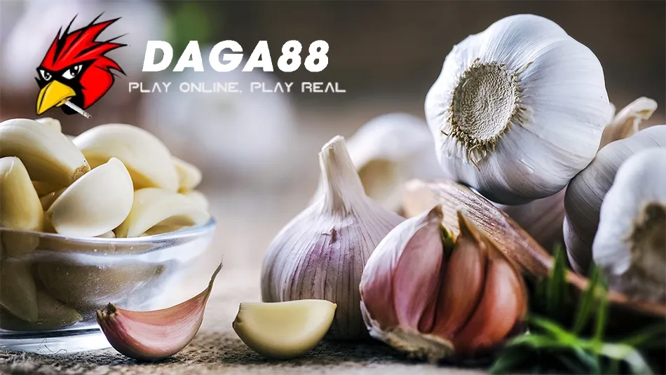 Những Lưu ý khi sử dụng tỏi phòng bệnh cho gà chọi DAGA88