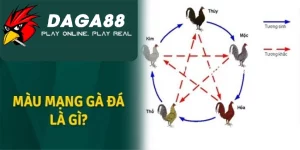 Tìm hiểu mạng gà đá là gì? Ý nghĩa của việc xem mạng gà DAGA88