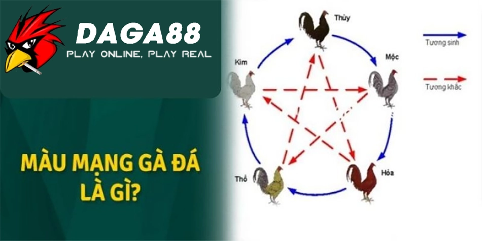 Tìm hiểu mạng gà đá là gì? Ý nghĩa của việc xem mạng gà DAGA88