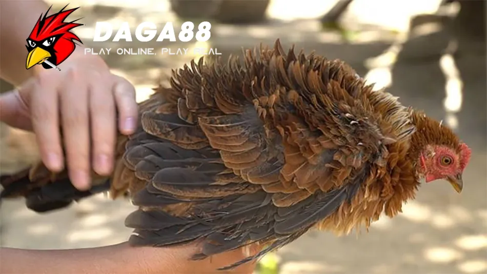Gà Chọi Bị Xù Lông - Dấu Hiệu Bệnh Nguy Hiểm? 3 Cần Một Số Lưu Ý Khi Chăm Sóc Gà Chọi Bị Xù Lông DAGA88