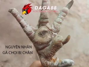 daga88 nguyen nhan ga choi bi chai chan 1