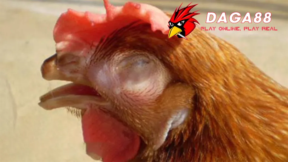 Một sỐ Nguyên Nhân và Con Đường Lây Lan của Bệnh APV Trên Gà DAGA88