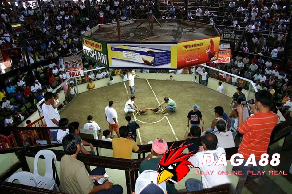 Trường Gà Thomo - Thiên Đường Đá Gà Lớn Nhất Đông Nam Á 3 Một số Những Lưu Ý Khi Đến Trường Gà Thomo DAGA88