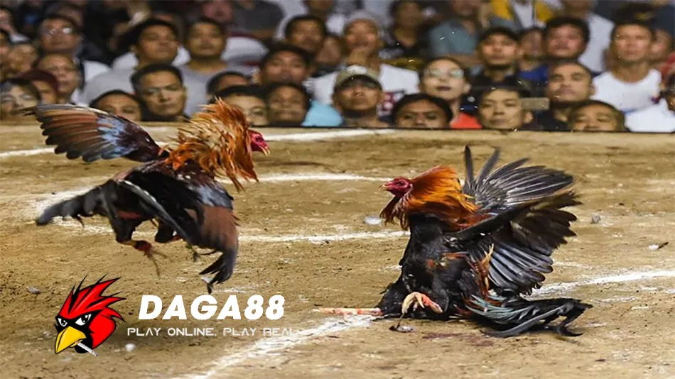 Luật Chơi Đá Gà Cựa Sắt: Hướng Dẫn Chi Tiết & Mẹo Chơi Hay 3 Một số Những Lưu Ý Khi Tham Gia Đá Gà Cựa Sắt DAGA88